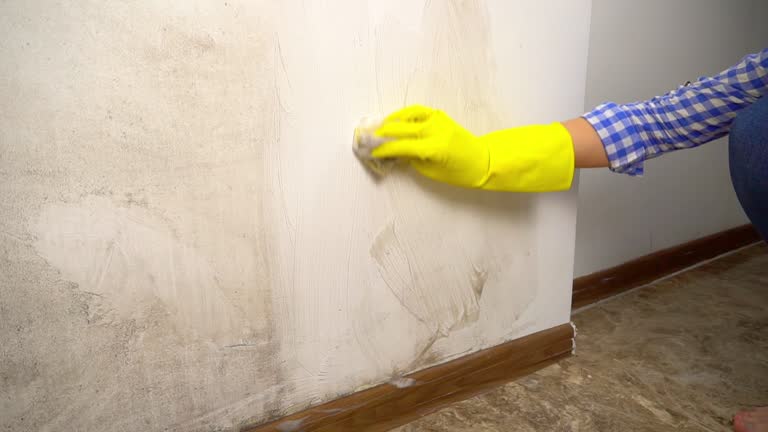 Reliable Ruidoso Downs, NM Mold Removal Solutions